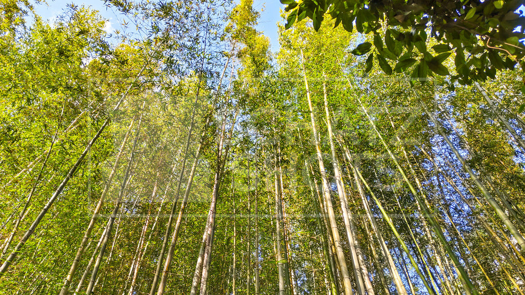 Arashiyama Bamboo Forest Wallpaper Collection