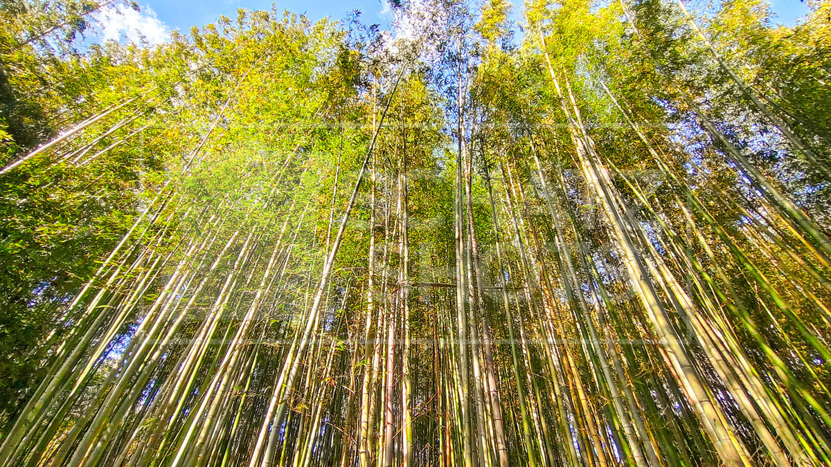 Arashiyama Bamboo Forest Wallpaper Collection