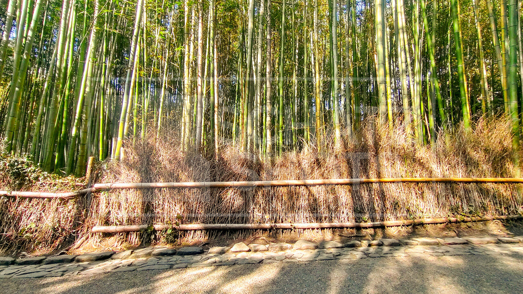 Arashiyama Bamboo Forest Wallpaper Collection