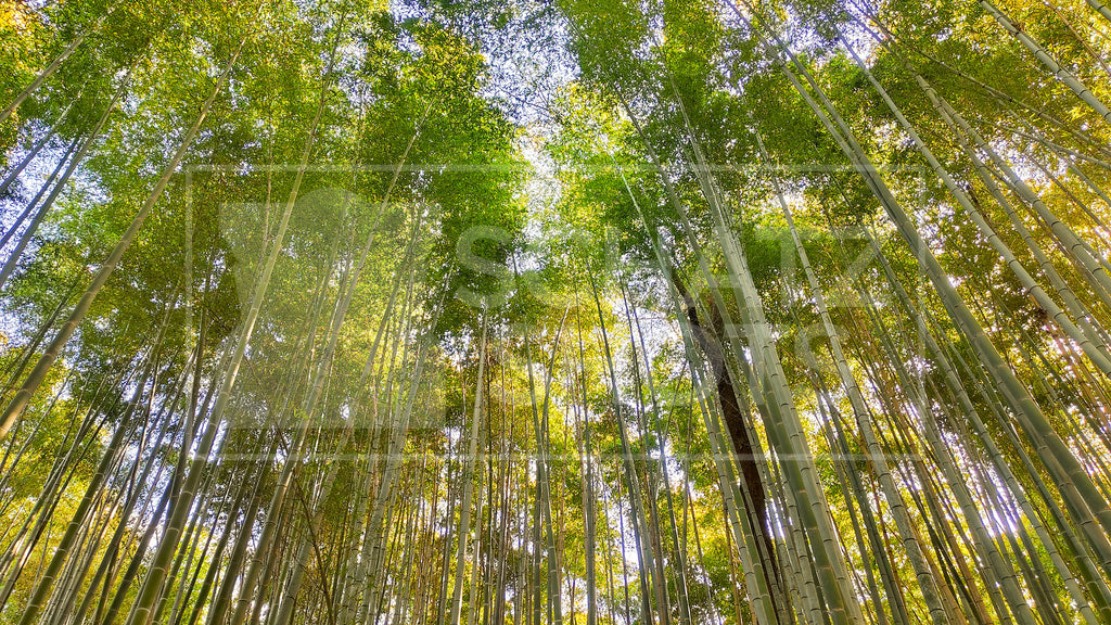 Arashiyama Bamboo Forest Wallpaper Collection