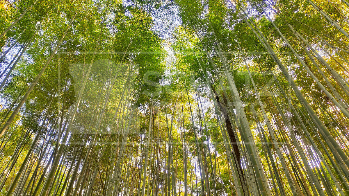 Arashiyama Bamboo Forest Wallpaper Collection