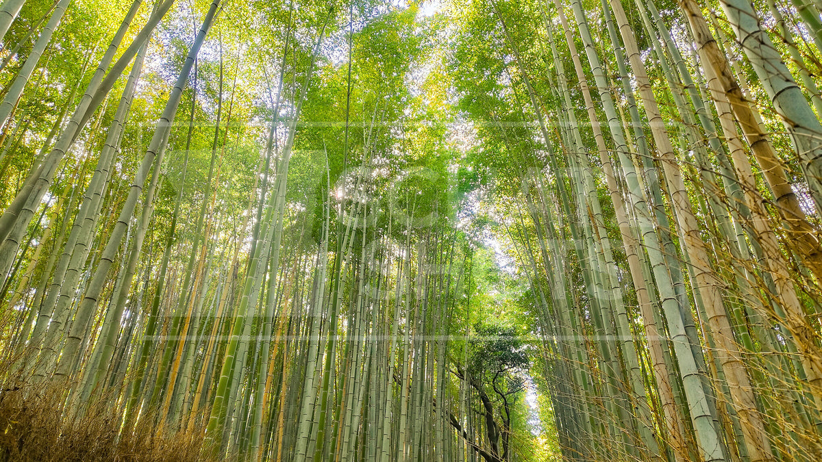 Arashiyama Bamboo Forest Wallpaper Collection