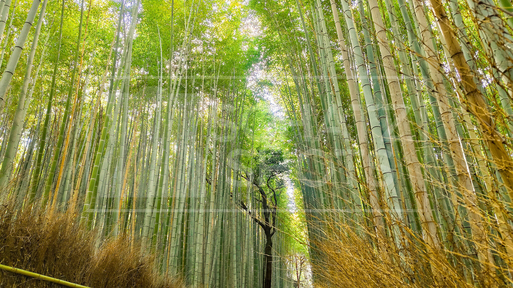Arashiyama Bamboo Forest Wallpaper Collection
