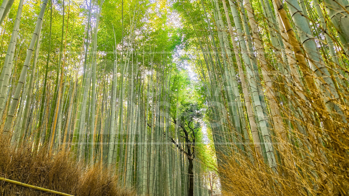 Arashiyama Bamboo Forest Wallpaper Collection