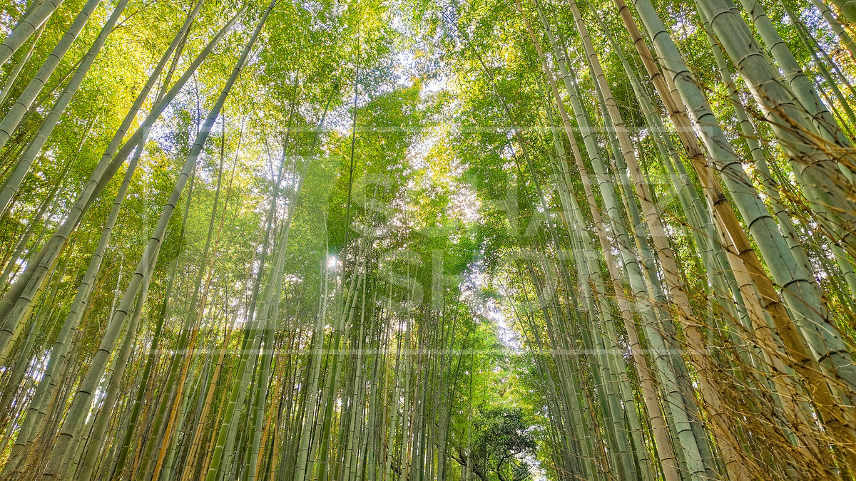 Arashiyama Bamboo Forest Wallpaper Collection