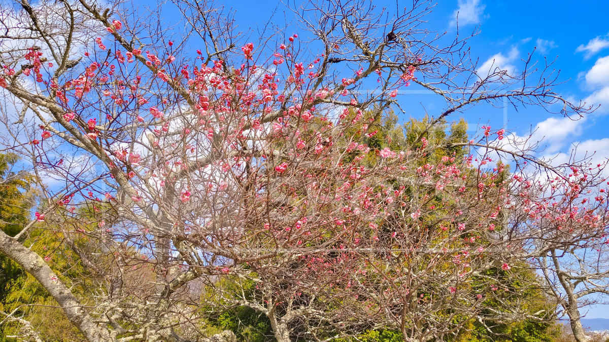 Cherry Blossom in Arashiyama Bamboo Forest