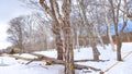 Winter Woods One