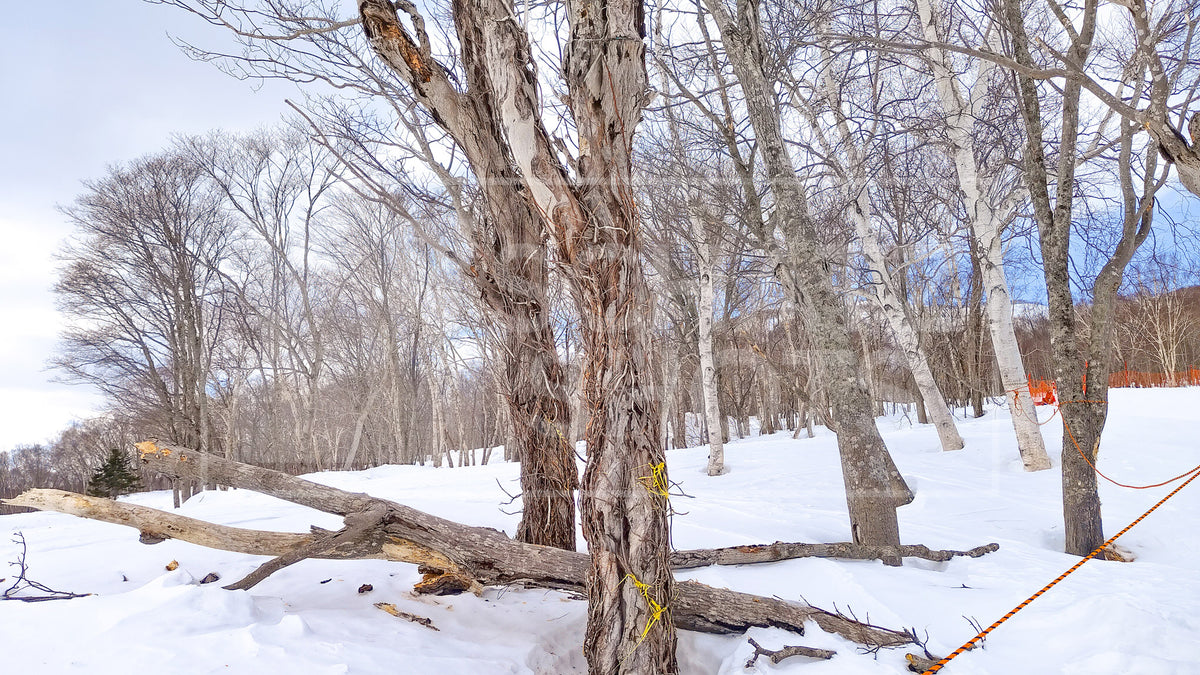 Winter Woods One