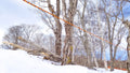Winter Woods Two