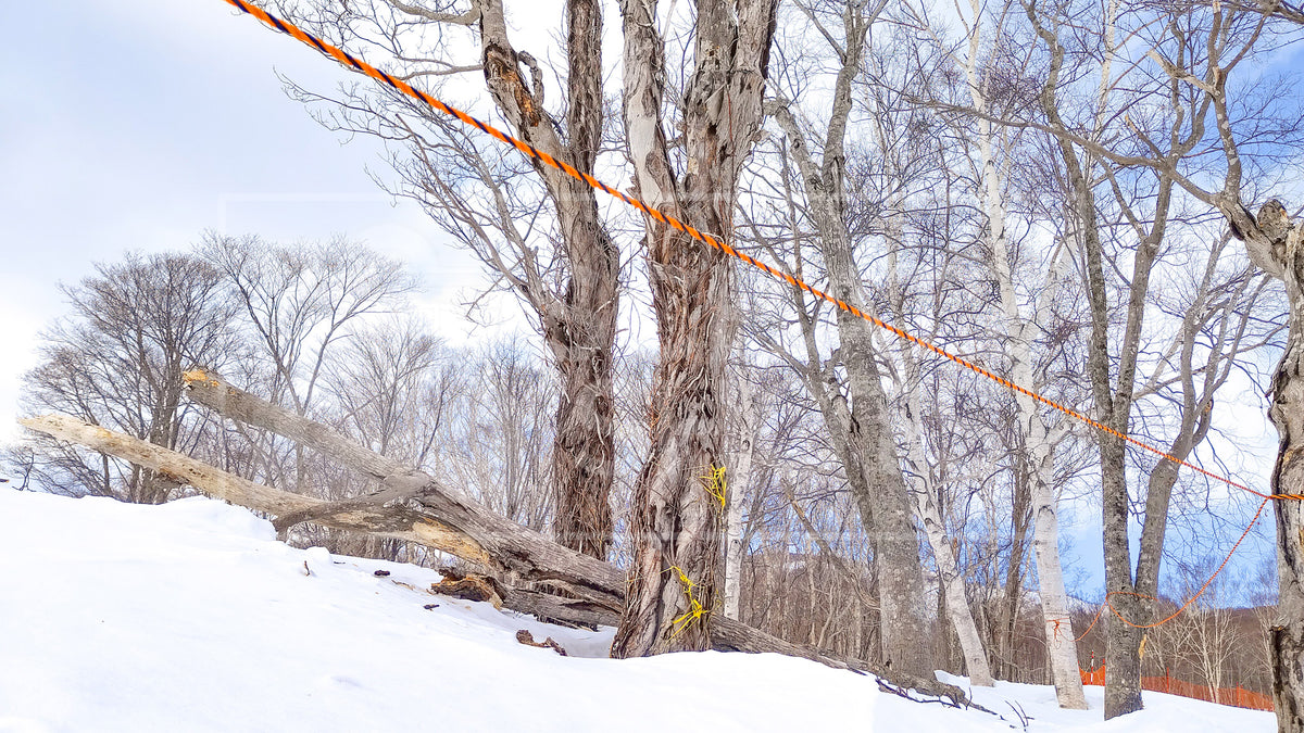 Winter Woods Two