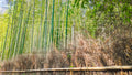 Arashiyama Bamboo Forest Wallpaper Collection