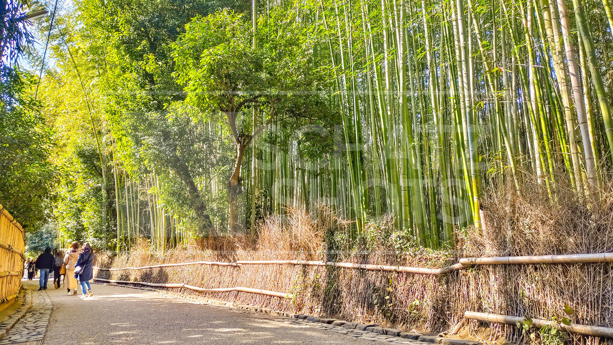 Arashiyama Bamboo Forest Wallpaper Collection