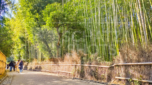 Arashiyama Bamboo Forest Wallpaper Collection